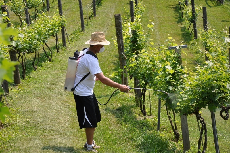 Обработка виноградника хвойным настоем