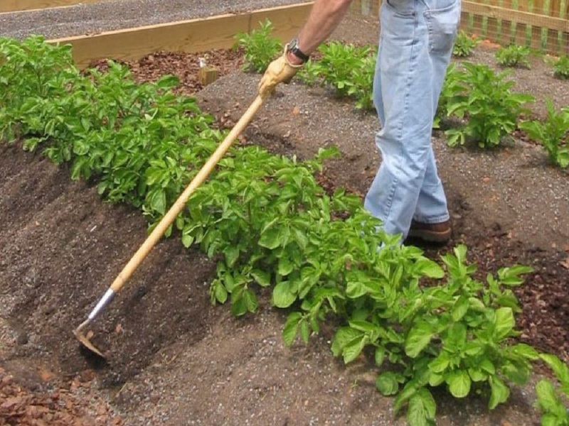 Выращиваем картофель по методу П.Р. Балабанова и собираем невероятный урожай