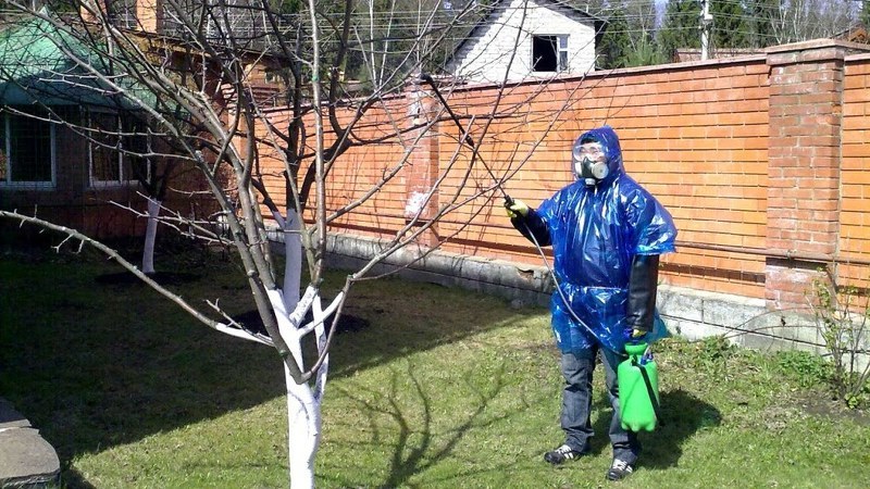 Опрыскивание борной кислотой
