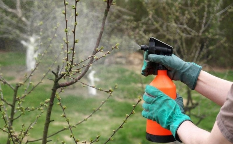 Как использовать моющее средство для обработки плодовых деревьев и ягодных кустарников