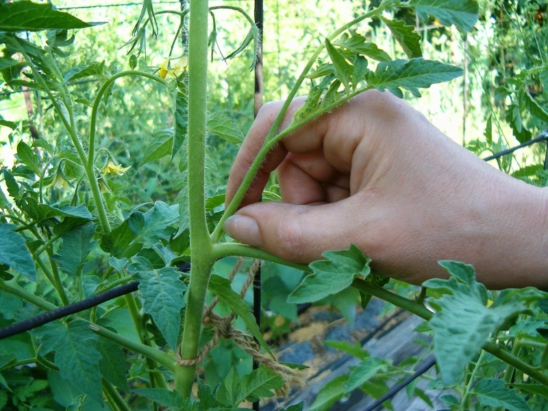 Уход за помидорами в теплице - правила выращивания, как и когда нужно формировать куст, пасынковать, подкармливать, поливать