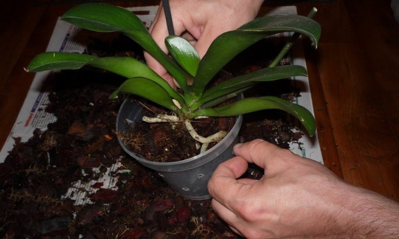 Вянет и не цветет орхидея - срочно меняйте субстрат и пересаживайте