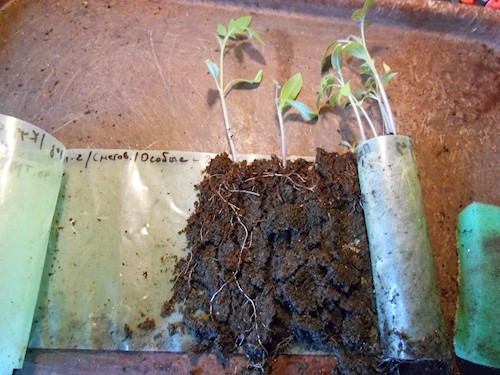 Как правильно выращивать рассаду капусты в домашних условиях?