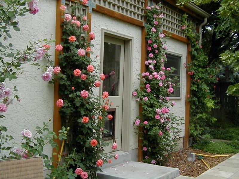 Плетистые розы у стены дома - фото 2