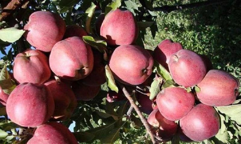 Спуровая яблоня старкримсон