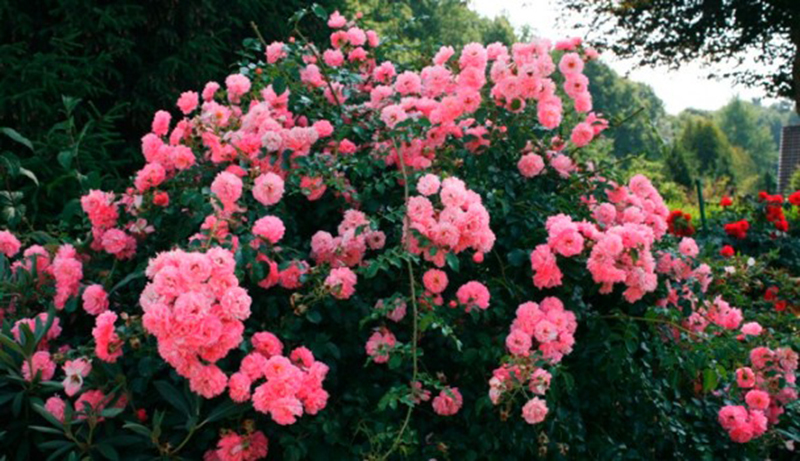 Крупная почвопокровая роза Heidekonigin с ярко-розовыми цветками