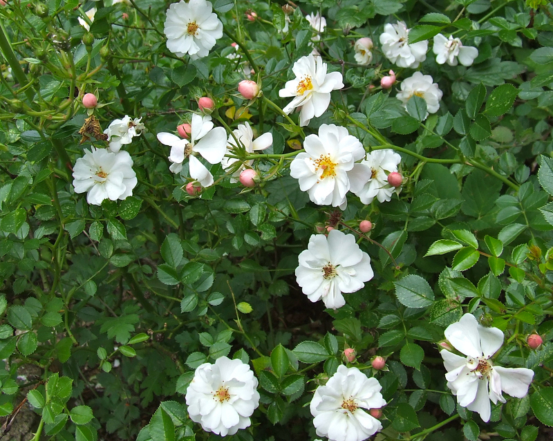 Роза Avon отличается яркими белыми цветками
