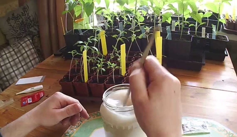 Как лучше выращивать капусту рассадой или семенами?