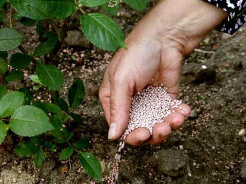 Минеральная подкормка роз необходима для повышения иммунитета и морозоустойчивости