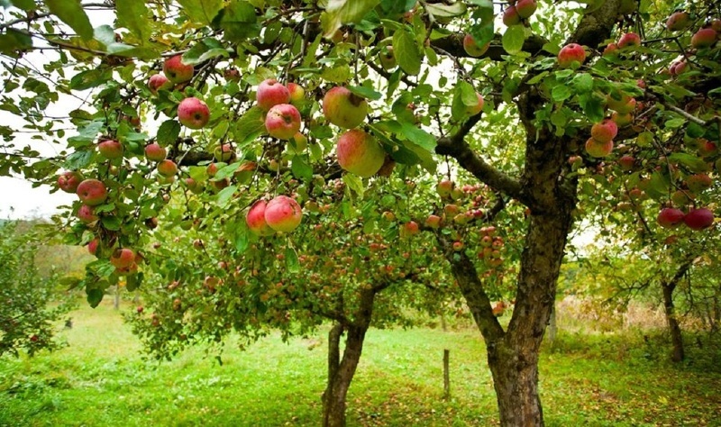 Подкормка яблонь летом влияет на урожайность