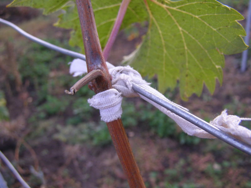 Подвязка винограда к проволочному каркасу