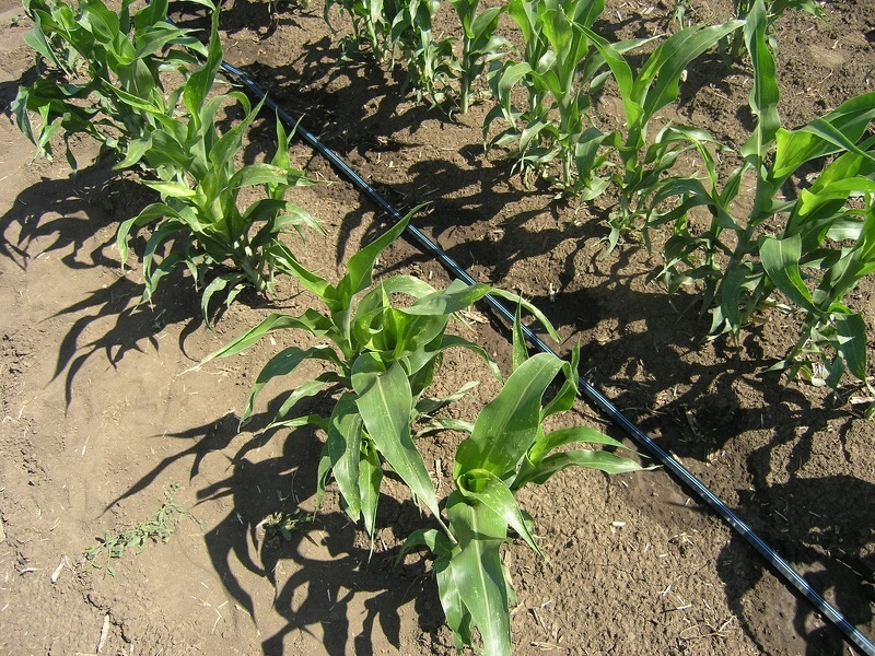 Капельный полив кукурузы является самым эффективным - экономит время и затраты воды