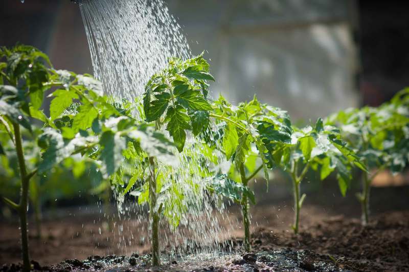 Как выращивать помидоры из семян в домашних условиях?
