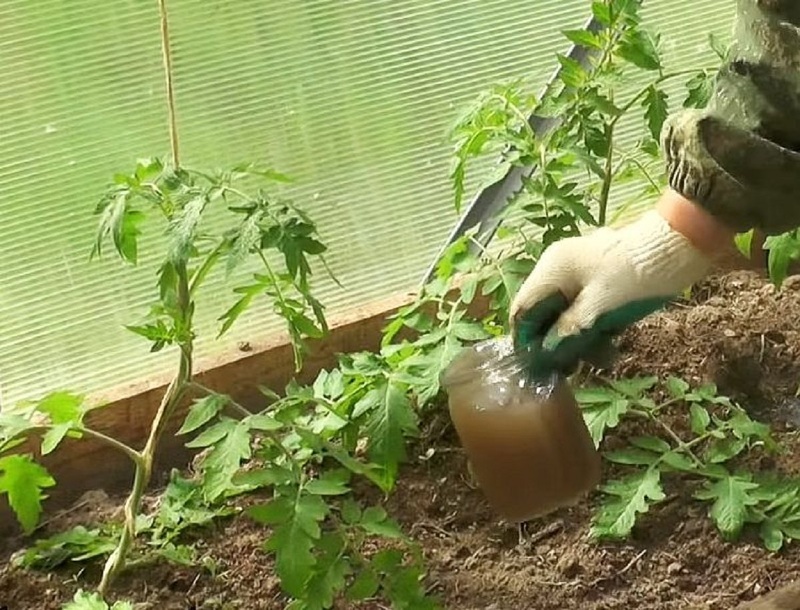Полив томатов йодом стимулирует развитие завязи