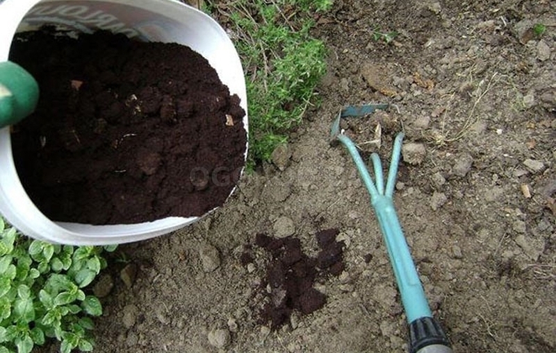 Кофе в огороде поможет насытить землю и сделать ее более рыхлой