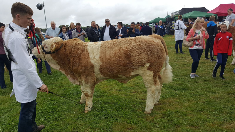 Домашний скот новых мясных пород на выставке World Beef Expo в США