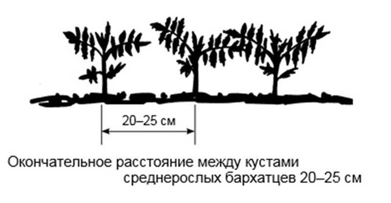 Посадка среднерослых сортов бархатцев
