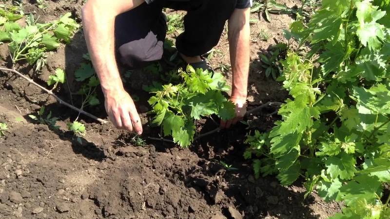 Как вырастить виноград из черенков. Высадка в грунт