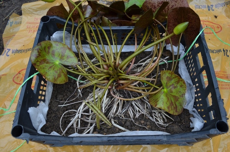 Как выращивать водяную лилию в домашних условиях?