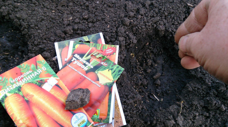 Посев моркови в открытый грунт: секреты щедрого урожая