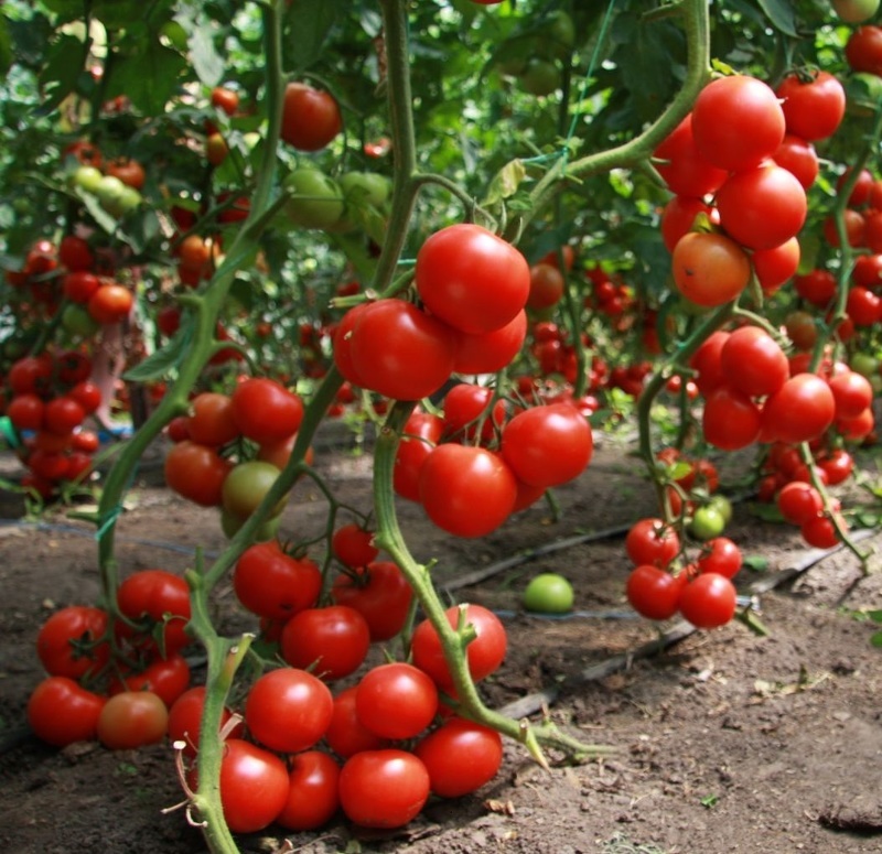 Отличный урожай помидоров благодаря правильному формированию