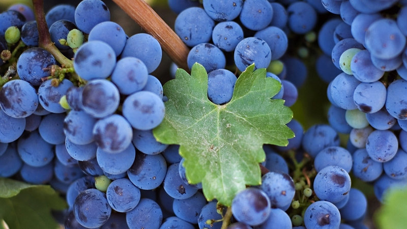 Правильный уход за виноградом - гарантия щедрого урожая