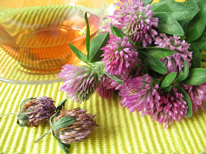 Чай из цветков клевера польза и вред thumbnail