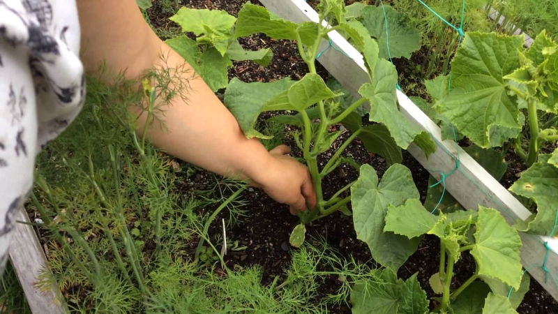 Собираем первые огурцы в июне - секреты раннего урожая
