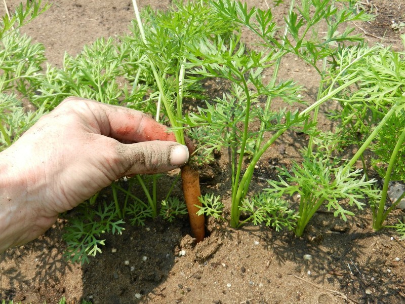 Прореживание посадок моркови в открытом грунте
