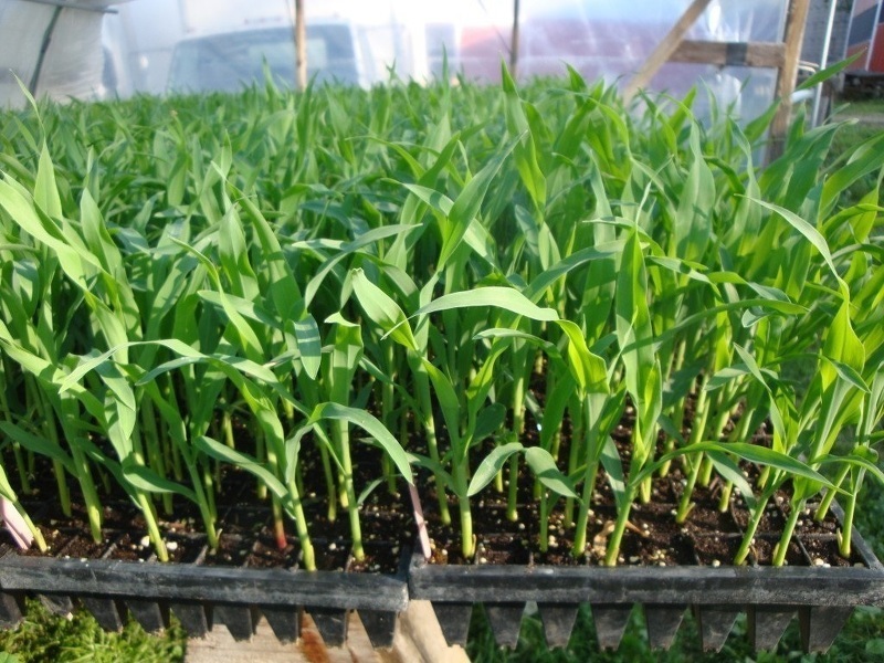 Рассаду кукурузы высаживают в открытый грунт в начале лета