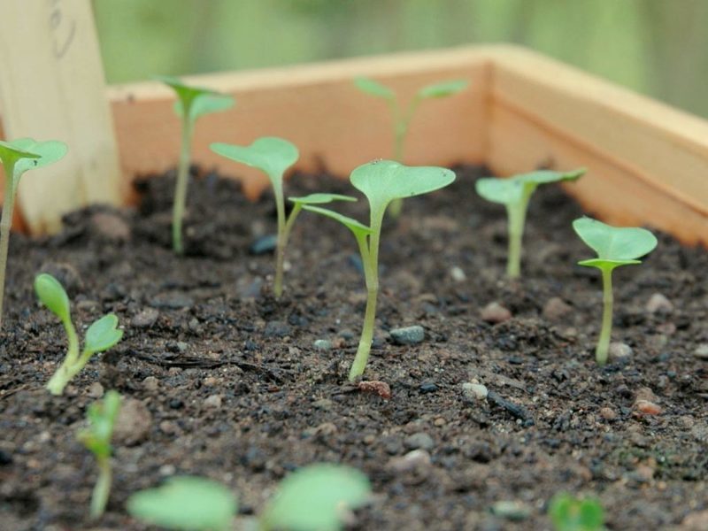 Как лучше выращивать капусту рассадой или семенами?