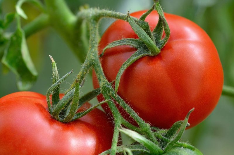 Выращивание томатов по методу Казарина дает отличный результат