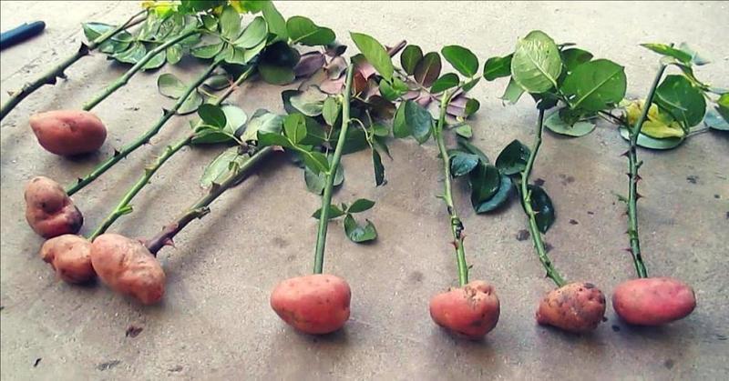 Выращиваем розы в картошке из подаренного букета