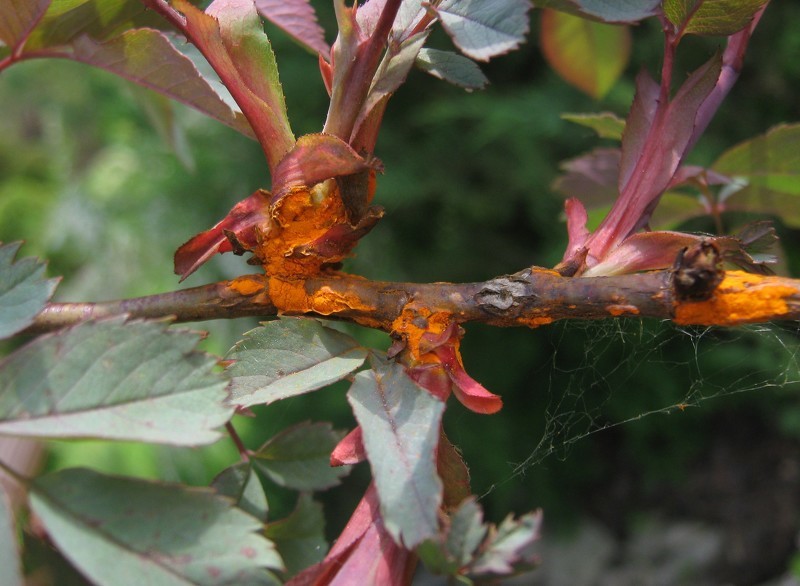 Ржавчина роз - одно из самых опасных грибковых заболеваний