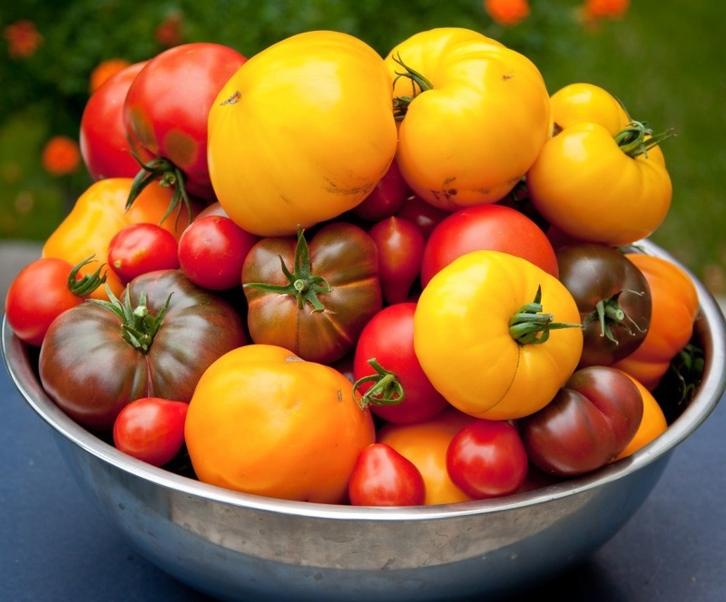 Уход за помидорами в теплице - правила выращивания, как и когда нужно формировать куст, пасынковать, подкармливать, поливать