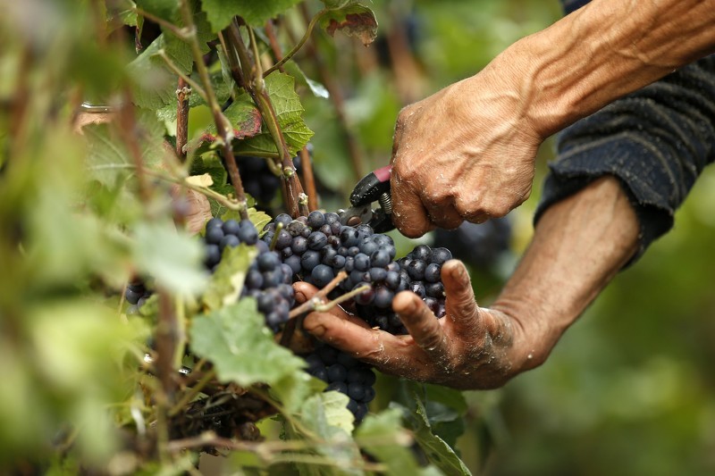 Сбор урожая винограда в сентябре