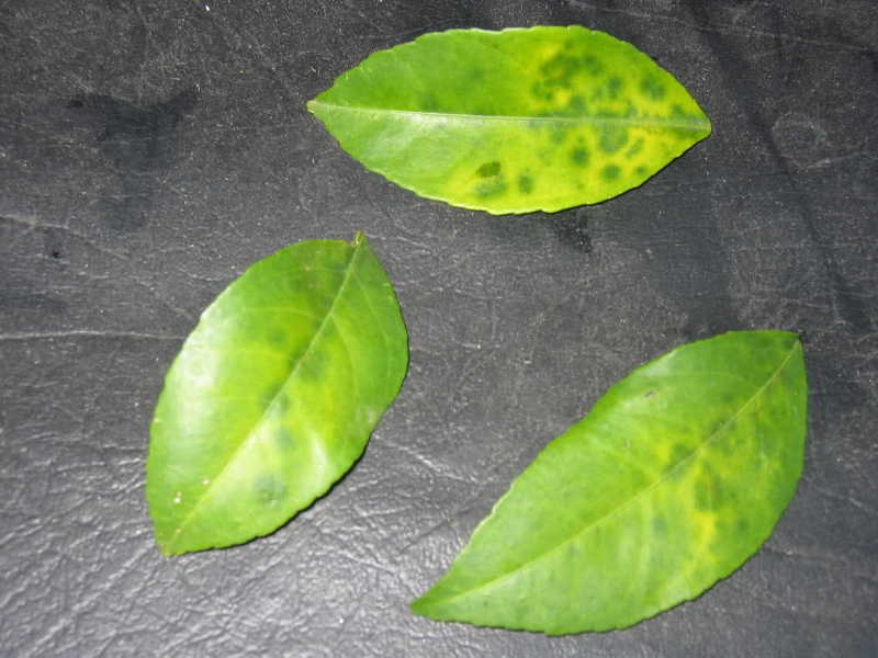 Сброшенные зеленые листья лимона