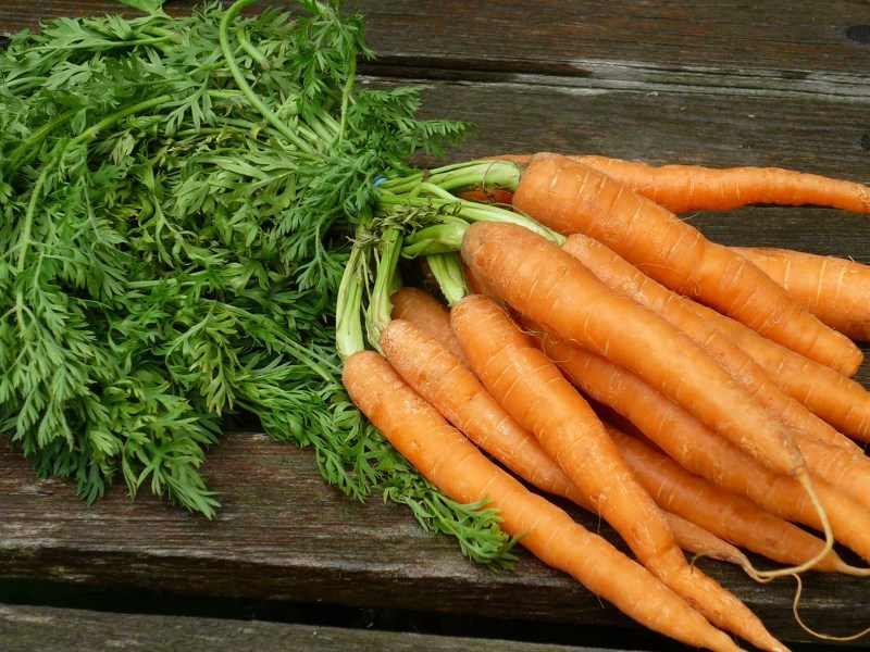 Секреты выращивания отличного урожая моркови