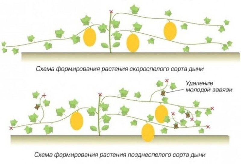 Схема формирования дыни