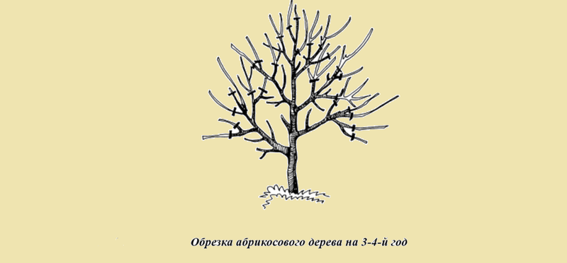 Схема обрезки абрикосового дерева на 3-4 год
