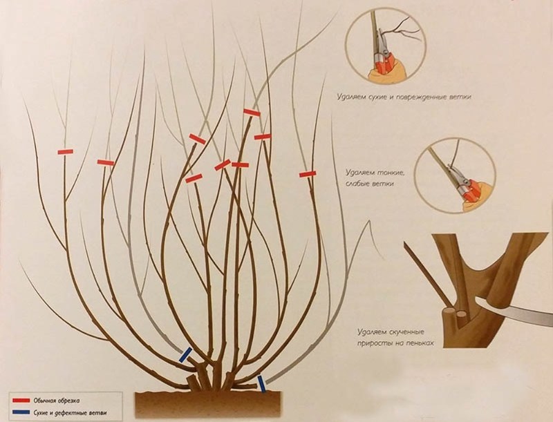 Обрезка глицинии весной схема
