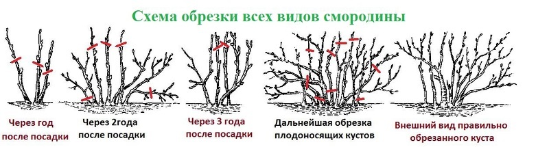 Схема обрезки смородины