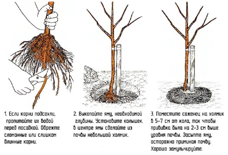 Схема Посадки Плодовых Деревьев Фото