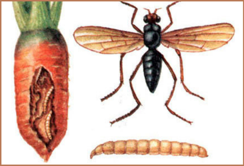 Симптомы поражения моркови мухой