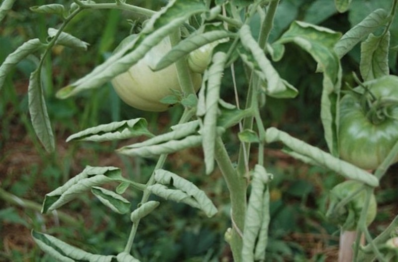 Курчавость томатов в теплице фото и их лечение