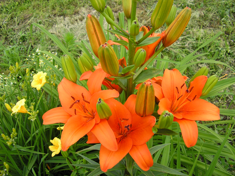 ЛА гибриды лилий наиболее популярны среди флористов благодаря великолепному аромату