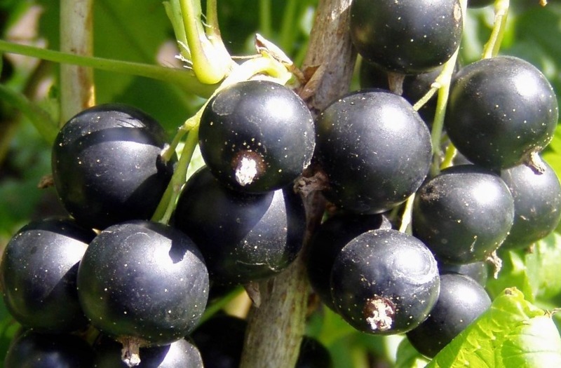 Смородина (лат. Ribes)