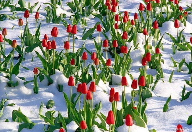 Снегозадержание важно для выращивания тюльпанов в Сибири