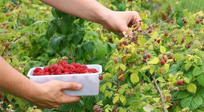 Урожай, собранный в Ярилин день - особенно полезен для организма