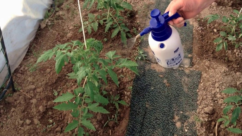 Содовый раствор - отличное средство для обработки томатов от фитофтороза